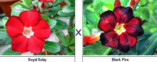 (image for) Adenium Seeds Royal Ruby X Black Fire (5 Per Pack)